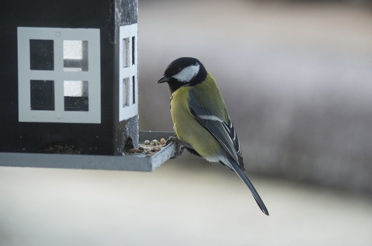 Linnunruoka pitää linnut voimissaan kylmänäkin talvena.