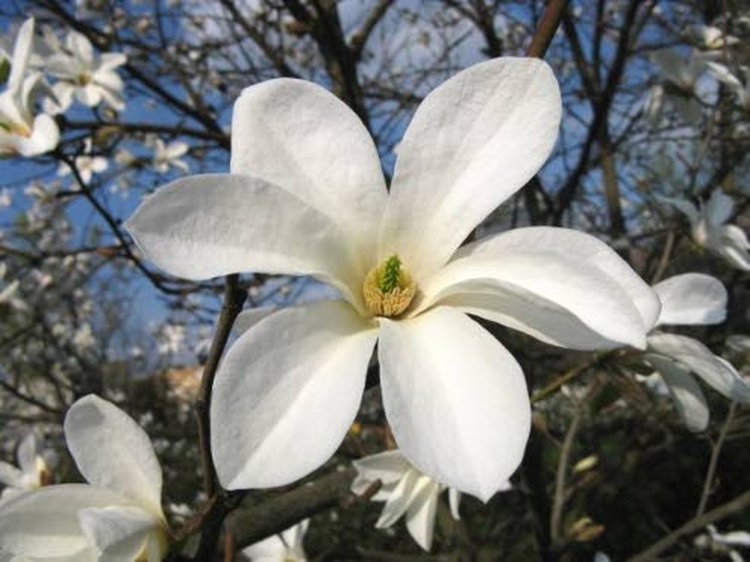 Kärkkäisen puutarhaosastojen valikoimissa on kaksi magnoliaa: valkokukkaiset japaninmagnolia ja pensasmagnolia.