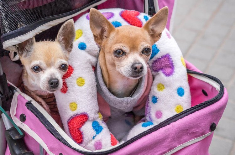 Koiran kuljetuslaukku soveltuu hyvin pienemmille koirille ja matkustaminen onnistuu eri liikennevälineissä.