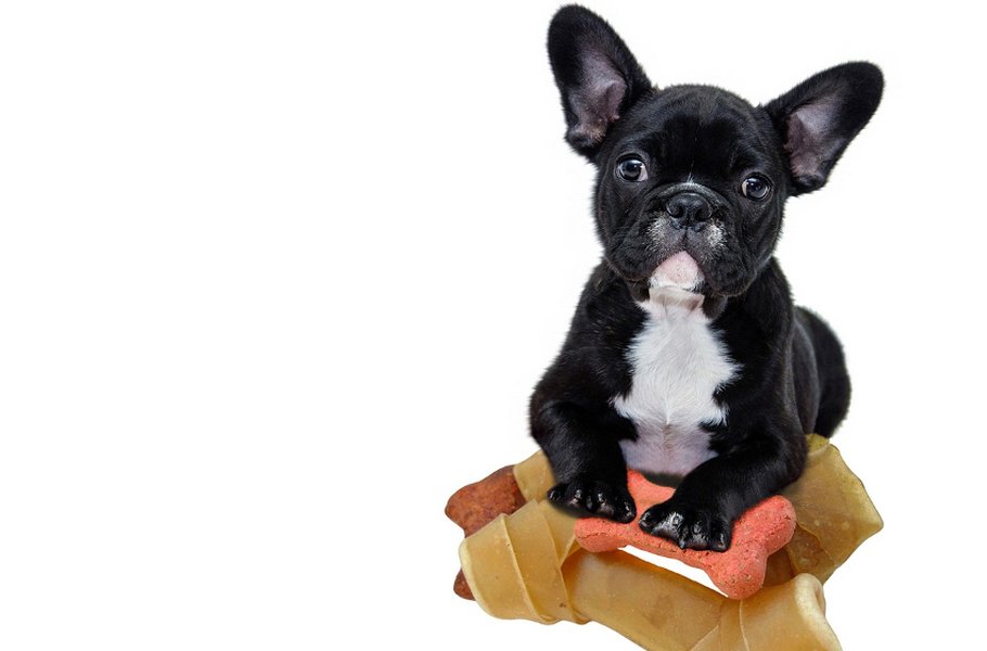 Koiran täydennysrehut tuovat monipuolisuutta lemmikin ruokavalioon