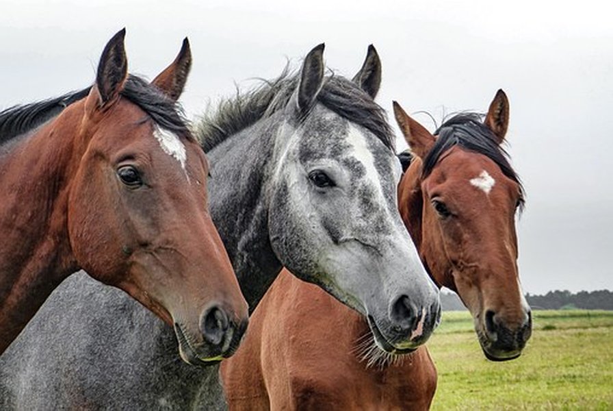 Hevosen linimentit ja geelit parantavat lihasten toimintaa