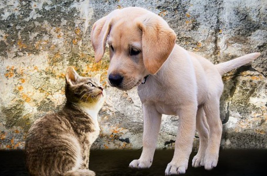 Hyvä hoito on lemmikki- ja kotieläinten oikeus.