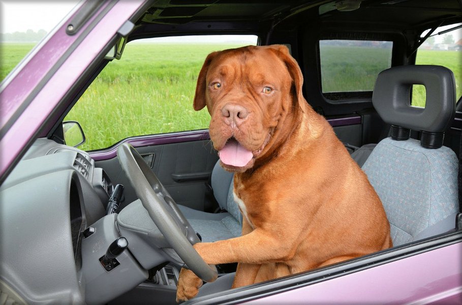 Ei näin! Koiran paikka ei missään nimessä ole vapaana autossa. Koira tulee  kytkeä turvallisesti turvavöihin tai kuljetushäkkiin. Voit myös asentaa koiralle tila- tai farmariautoon tukevan koiraverkon. 